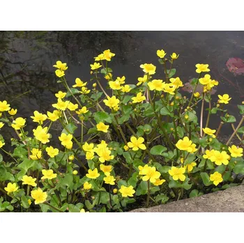 Sazenice Caltha palustris