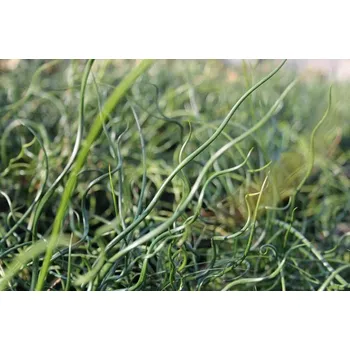 Juncus effusus 'spiralis'