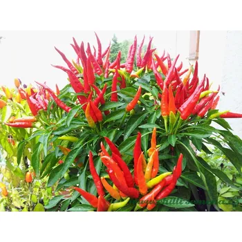Semeno chilli-semena Chilli Chilly Chilli 10 ks