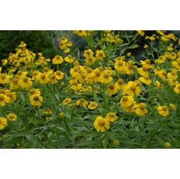 Sazenice Helenium autumnale, ‘Sombrero’ K11x11 , záplevák