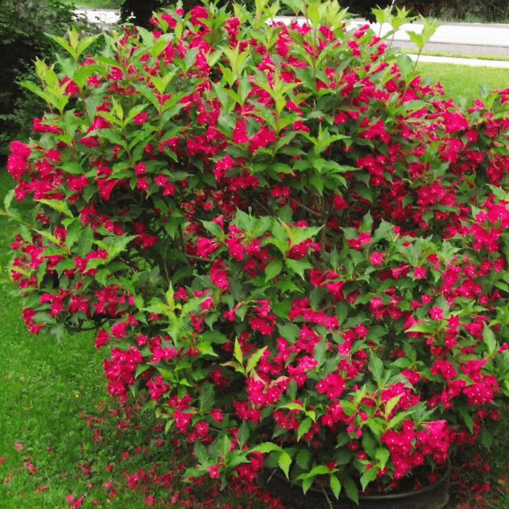 Weigela 'Red Prince' C10L-KM100 -stromková-3-letá kor.
