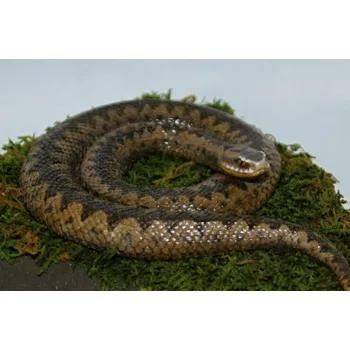 Recenze Plastový model Zmije obecná