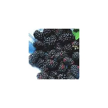 Sazenice Ostružiník beztrnný Dirksen P9