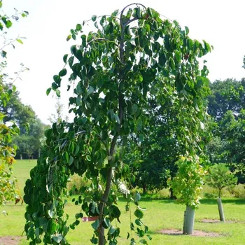 Sazenice Cercidiphyllum japonicum 'Pendulum' Kontejner 7,5 l, v. kmínku 120 cm