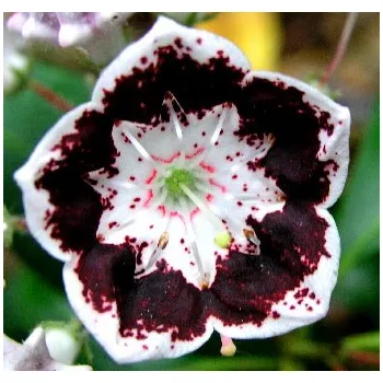Sazenice Kalmie ´Black Label´ (Kalmia latifolia ´Black Label´)