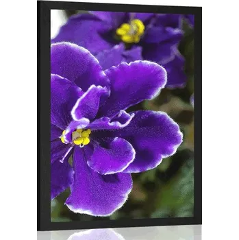 Plakát Dovido Plakát fialka