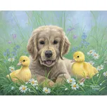 Figured'Art Labrador a kuřátka 40 x 50…