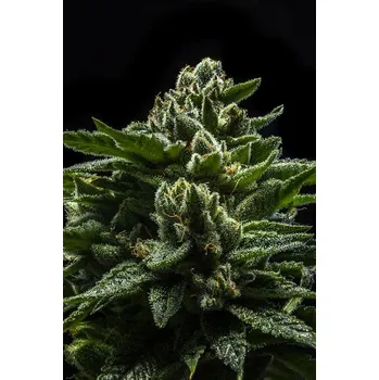 Semeno Ripper Seeds DO-G feminized