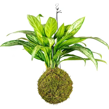 Bytová dekorace Gardners Kokedama Aglaonema Maria Christina (L) Aglaonema, Spící panna