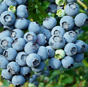 Sazenice Vaccinium cor. 'Bluejay' K 2,5 40+ cm