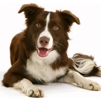 Povlak na dekorativní polštářek Povlak na polštářek Fotopolštář Border kolie 2