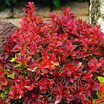 Sazenice Berberis thunbergii 'Admiration'® Kontejner 2 l, v. 15-20 cm