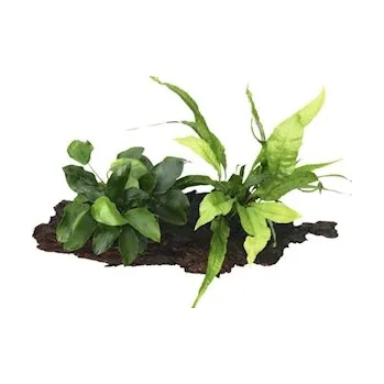 Akvarijní rostlina Anubias barteri nana mit Microsorum auf Wurzel