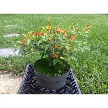 Rybářský háček Tabasco 10ks (balení 10)