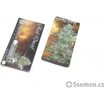 Pěstitelství Red Dwarf Auto fem. (balení 50)