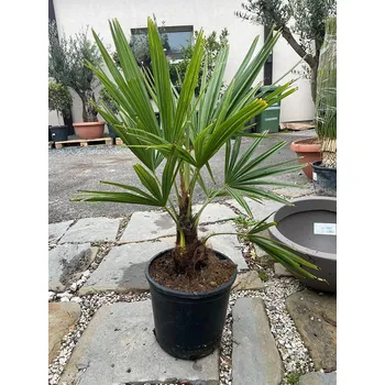 Sazenice Trachycarpus Fortunei 10Lt - výška 60-80cm