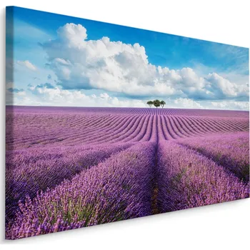 Obraz Plátno Levandulové Pole III. Varianta: 30x20