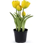 Stoklasa Tulipány v květináči 23 cm…