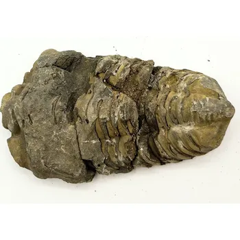 Magieprirody.cz Fosilie Trilobit Calymene Flexicalymene 80 mm #297