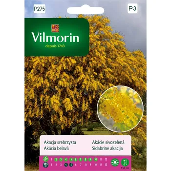 Semeno Akácie sivozelená