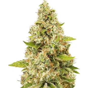 Semeno Skunk Seeds OG Kush Balení: 1ks