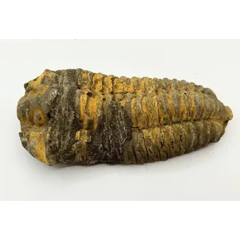 Magieprirody.cz Fosilie Trilobit Calymene Flexicalymene 100 mm #351