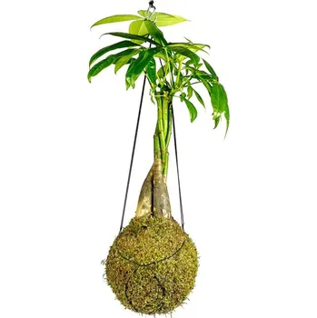 Bytová dekorace Gardners Kokedama Pachira spletený kmen (L) Pachira vodní dekorace