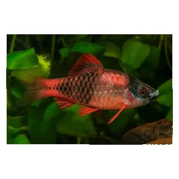 Dekorace do akvária Parmička panda, 3 cm