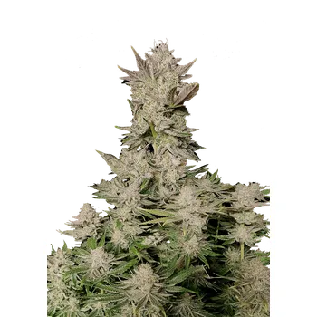 Semeno FastBuds Tropicana Cookies Fast Balení: 3ks