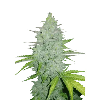 Semeno FastBuds Original Cheese Auto Balení: 10ks