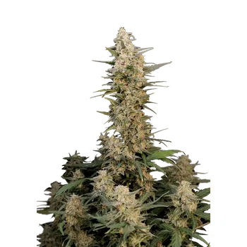 Semeno FastBuds Original Critical Auto Balení: 1ks