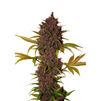 Semeno FastBuds LSD-25 Auto Balení: 1ks