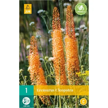 Cibulovina JUB Holland Liliochvostec Eremurus Cleopatra 1 ks