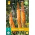Cibulovina JUB Holland Liliochvostec Eremurus Cleopatra 1 ks