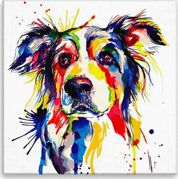 Obraz Obraz na plátně - Border kolie v barvách - 40x40 cm - CZ výroba