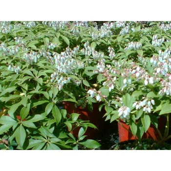 Pieris Debutante (Pieris japonica Debutante)