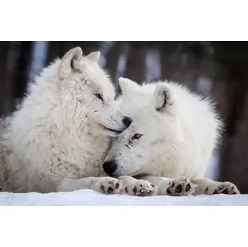 Plakát Plakát, Obraz - Wolf Love, Rick Mousseau Photography