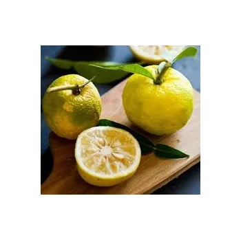 Sazenice Citrus sp. ´Yuzu No1´ (Citrus junos)
