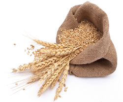 Pšenice krmná – česká pšenice pro krmení zvířat 25 kg