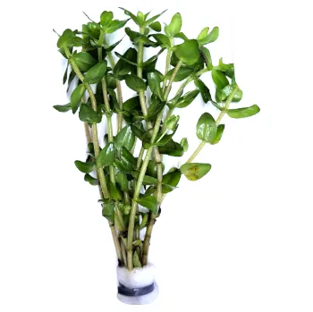 Akvarijní rostlina Bacopa caroliniana - svazek