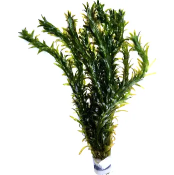 Akvarijní rostlina Egeria densa - svazek