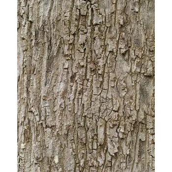 Tapeta Vliesová fototapeta na zeď Rasch 363777, Magic Walls, velikost 2,12 x 2,65 m