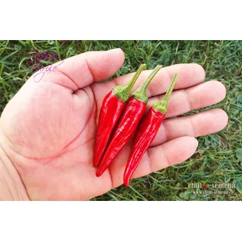 Semeno chilli-semena Cayenne Purple Chilli