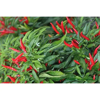 Semeno chilli-semena Poinsettia Chilli