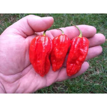 Semeno chilli-semena Naga Morich