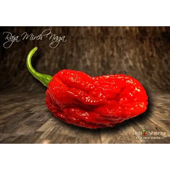 Semeno chilli-semena Raja Mirch Naga