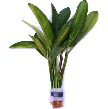 Akvarijní rostlina Echinodorus red diamond- svazek