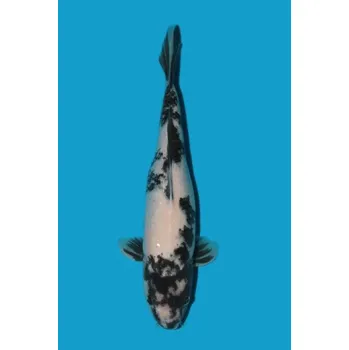 Krmivo pro rybičky Shiro Utsuri JK 20150429