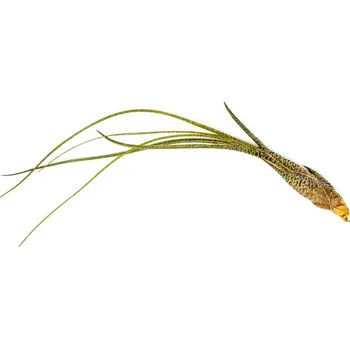 Gardners Tillandsia Butzii Tillandsie, kykatka