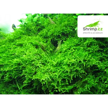 Akvarijní rostlina Christmas moss (Vesicularia montagnei) - in vitro 100 ml